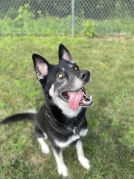 Siberian Husky Dogs Available for Adoption in Stratham, New Hampshire - Kody (aka Moxie) | PetCurious