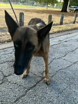 LAGOONA -  Mixed Breed Dog for Adoption in Dallas, Texas - LAGOONA | PetCurious