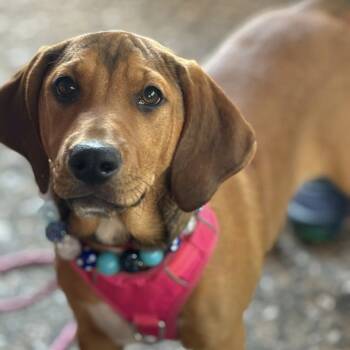 Rescue Labrador Retriever and English Coonhound Dogs for Adoption in Savannah, Georgia - Chatty Cathy | PetCurious