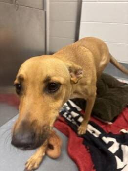 Mixed Breed Dogs Available for Adoption in Fort Worth, Texas - Barbara Ann | PetCurious