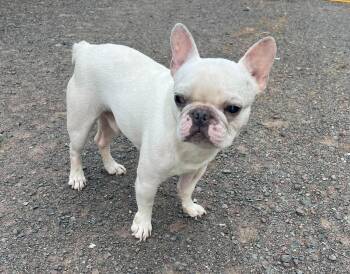 Romie -  French Bulldog Dog for Adoption in Duluth, Minnesota - Romie | PetCurious
