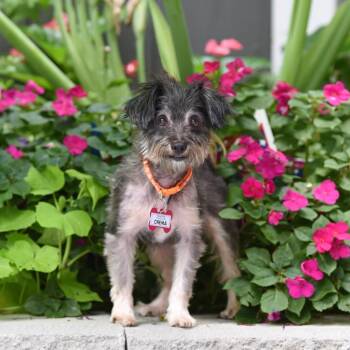 Crema -  Yorkshire Terrier and Mixed Breed Dog for Adoption in Wake Forest, North Carolina - Crema | PetCurious
