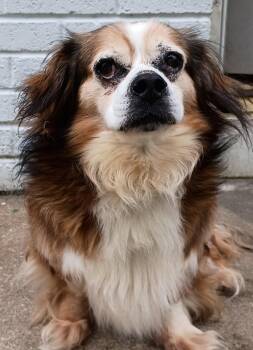 Rex -  Basset Hound and Saint Bernard Dog for Adoption in Powder Springs, Georgia - Rex | PetCurious