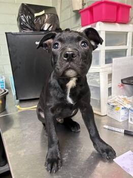 Terrier and Mixed Breed Dogs Available for Adoption - A374365 | PetCurious