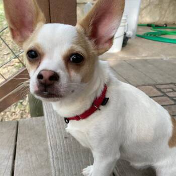 Rescue Chihuahua Dogs for Adoption in San Antonio, Texas - Peter | PetCurious