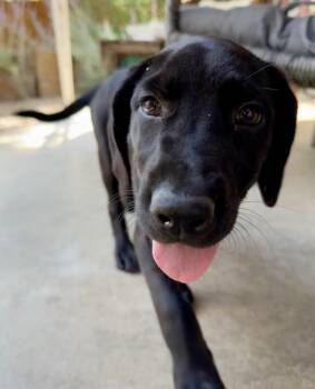 Latte -  Labrador Retriever Dog for Adoption in Denver, Colorado - Latte | PetCurious