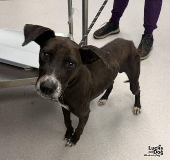 Chicky -  Labrador Retriever and Terrier Dog for Adoption in Washington, District Of Columbia - Chicky | PetCurious