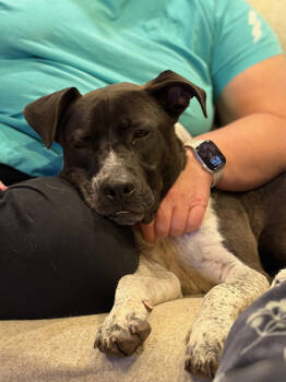 Rescue Mixed Breed Dogs for Adoption in Atlanta, Georgia - Pavement (Foster) | PetCurious