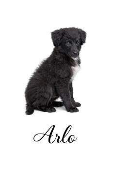 Mixed Breed Dogs Available for Adoption in Sylvania, Georgia - Arlo | PetCurious