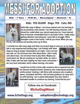 Messi -  White German Shepherd Dog for Adoption in Londonderry, New Hampshire - Messi | PetCurious