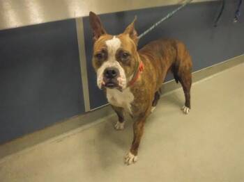 Rescue Boxer and Mixed Breed Dogs for Adoption in Doral, Florida - IZZY | PetCurious