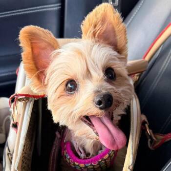 Jewel -  Yorkshire Terrier Dog for Adoption in Apple Valley, California - Jewel | PetCurious
