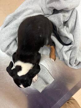 Nicole -  Mixed Breed Dog for Adoption in Bossier City, Louisiana - Nicole | PetCurious