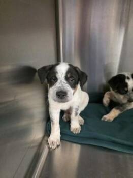 Cattle Dog and Mixed Breed Dogs Available for Adoption in Beatrice, Nebraska - Ant | PetCurious