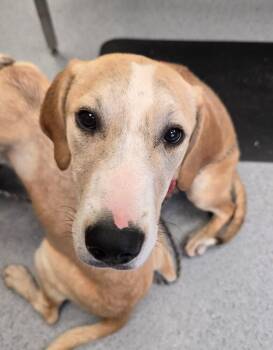 Spare -  Hound Dog for Adoption in Wellington, Kansas - Spare | PetCurious