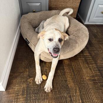 Roxie -  Australian Cattle Dog Blue Heeler and Great Pyrenees Dog for Adoption in Dallas, Texas - Roxie | PetCurious