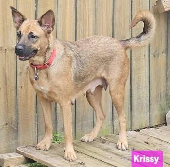Rescue German Shepherd Dog Dogs for Adoption in Greeneville, Tennessee - Krissy | PetCurious