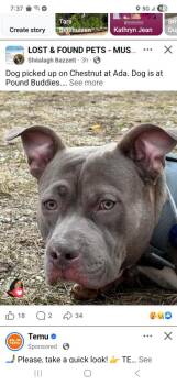 Polo-Childers -  Mixed Breed Dog Available for Adoption in Muskegon, Michigan - Polo-Childers | PetCurious