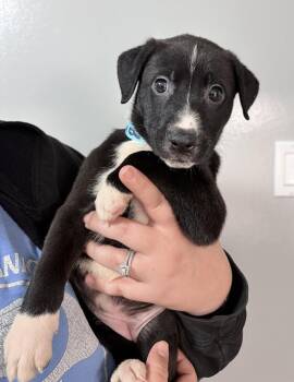 Ava -  Shepherd and Pit Bull Terrier Dog for Adoption in Oxford, Michigan - Ava | PetCurious