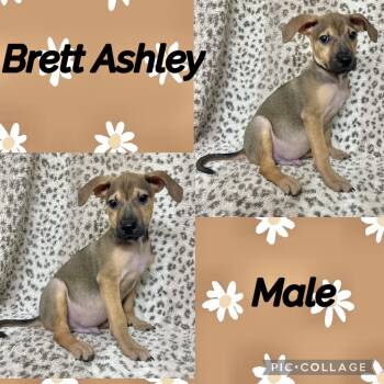 Brett Ashley -  German Shepherd Dog Dog for Adoption in Manchester, Connecticut - Brett Ashley | PetCurious
