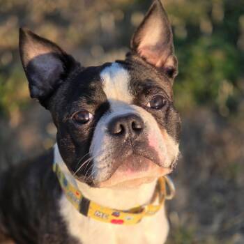 Winston -  Boston Terrier Dog for Adoption in Port Angeles, Washington - Winston | PetCurious