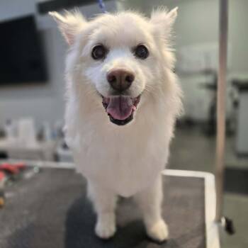Houston -  American Eskimo Dog Dog for Adoption in Ada, Minnesota - Houston | PetCurious