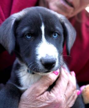 Labrador Retriever and Husky Dogs Available for Adoption in Minnetrista, Minnesota - Snowy | PetCurious