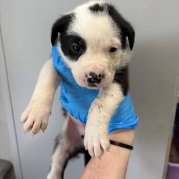 Mixed Breed Dogs Available for Adoption in Columbiana, Alabama - Beef And Broccoli | PetCurious