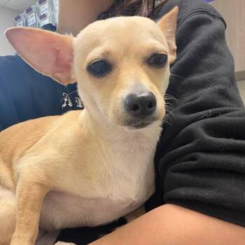 Chihuahua Dogs Available for Adoption in Council Bluffs, Iowa - Lola | PetCurious