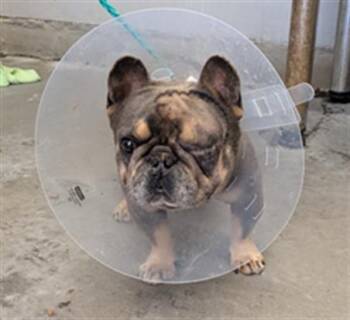 French Bulldog Dogs Available for Adoption in Camarillo, California - CLAUDE | PetCurious