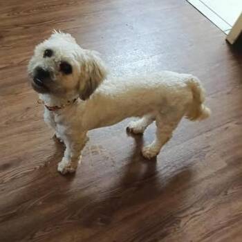 Krypto -  Shih Tzu Dog for Adoption in Hannibal, Missouri - Krypto | PetCurious
