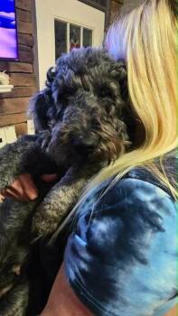 Poodle Dogs Available for Adoption - Blueberry Bliss | PetCurious