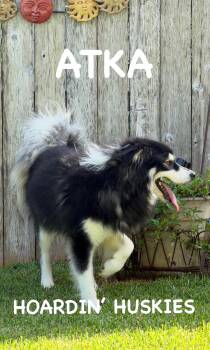 Atka -  Siberian Husky Dog for Adoption in Sumter, South Carolina - Atka | PetCurious