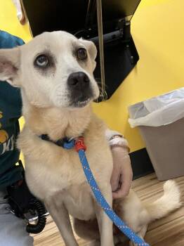 Iris -  Mixed Breed Dog for Adoption in Raleigh, North Carolina - Iris | PetCurious