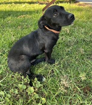 Black Labrador Retriever Dogs Available for Adoption - JACK | PetCurious