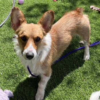 Cardigan Welsh Corgi Dogs Available for Adoption in Las Vegas, Nevada - Adin Hill | PetCurious
