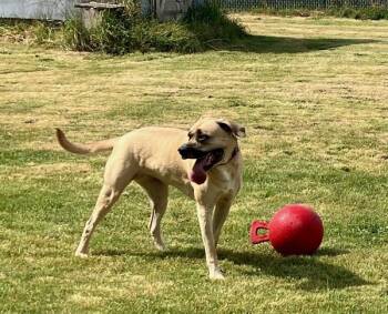Dixie -  Mastiff Dog for Adoption in Vancouver, Washington - Dixie | PetCurious