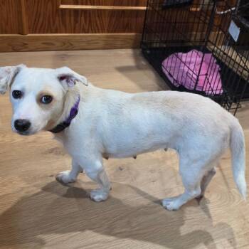 Melody - available by appointment -Costa Mesa Location -  Terrier and Mixed Breed Dog for Adoption in Chino Hills, California - Melody - Available By Appointment -Costa Mesa Location | PetCurious
