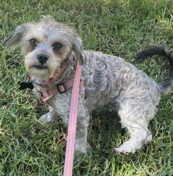 Brownie -available for adoption -  Miniature Schnauzer Dog for Adoption in Tustin, California - Brownie -available For Adoption | PetCurious