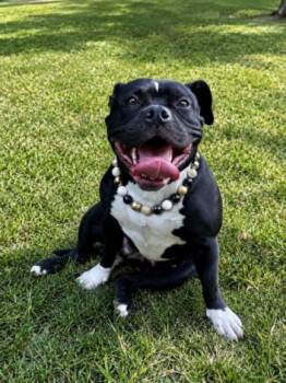 DUMPLING -  Pit Bull Terrier Dog for Adoption - DUMPLING | PetCurious