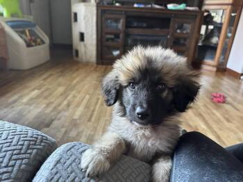 Chewy -  German Shepherd Dog and Great Pyrenees Dog for Adoption in Skyline, Minnesota - Chewy | PetCurious