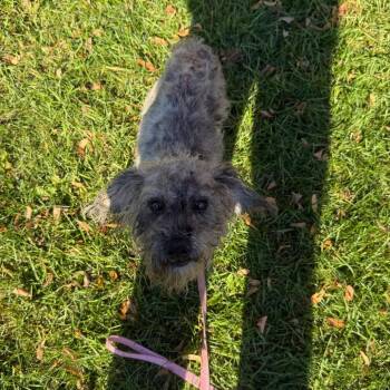 Dudley -  Mixed Breed Dog for Adoption in Oshkosh, Wisconsin - Dudley | PetCurious