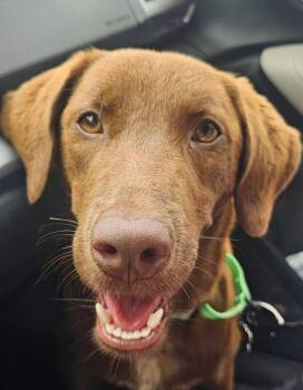Labrador Retriever Dogs Available for Adoption in Elkton, Maryland - Sugar | PetCurious