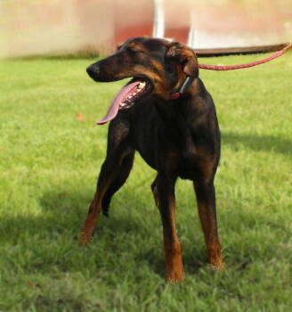 Rescue Doberman Pinscher Dogs for Adoption in Holly Hill, South Carolina - Lyric-6months Spay Contract Required $425 | PetCurious