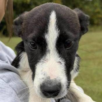 Blaise -  Husky Dog for Adoption in Ottawa Hills, Ohio - Blaise | PetCurious