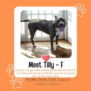 Tilly -  Pit Bull Terrier Dog for Adoption in Niagara Falls, New York - Tilly | PetCurious