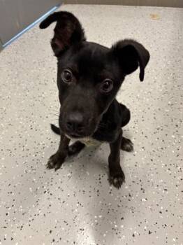 ROVER -  Labrador Retriever and Mixed Breed Dog for Adoption in Forney, Texas - ROVER | PetCurious
