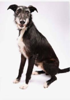 Borzoi and Terrier Dogs Available for Adoption in Bloomfield, Connecticut - Sam | PetCurious