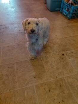 Poodle Dogs Available for Adoption in Schenectady, New York - Big E | PetCurious