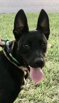 Rescue Belgian Shepherd Malinois and Border Collie Dogs for Adoption in Falls Church, Virginia - Jill | PetCurious